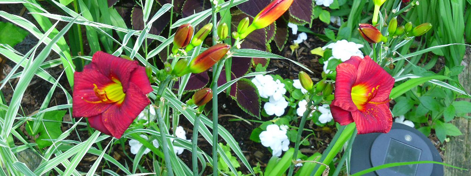 Garden Design and Management